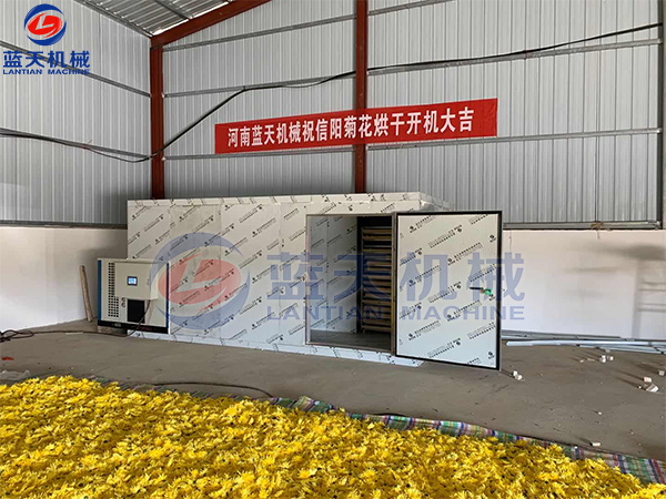 河南藍天機械祝信陽菊花烘干機開機大吉